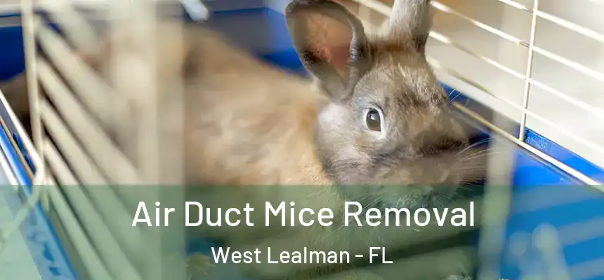 Air Duct Mice Removal West Lealman - FL