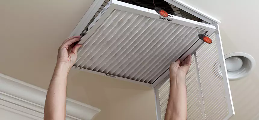 Our Insect Removal from Air Ducts Services in West Lealman, FL
